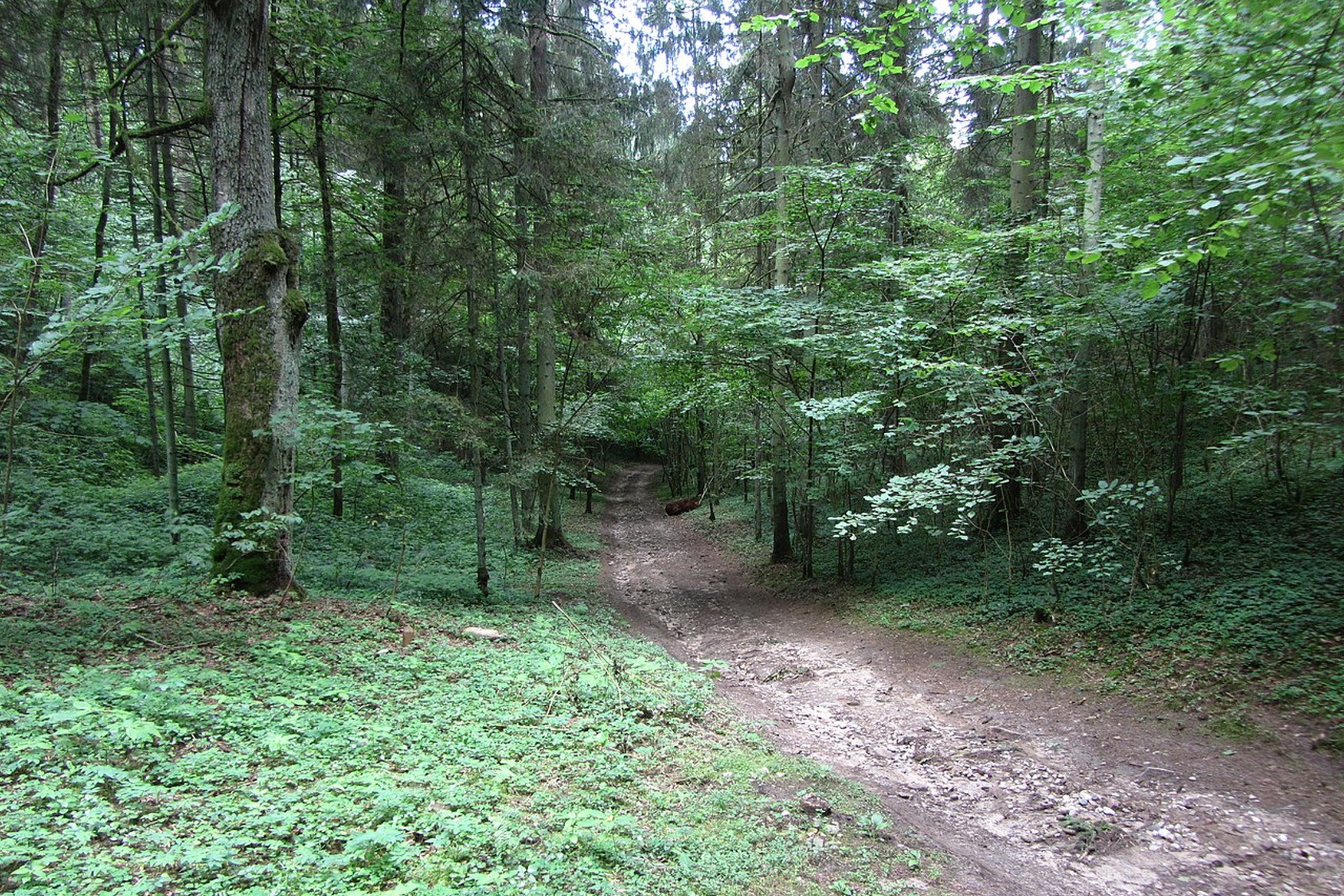 Iliustracija