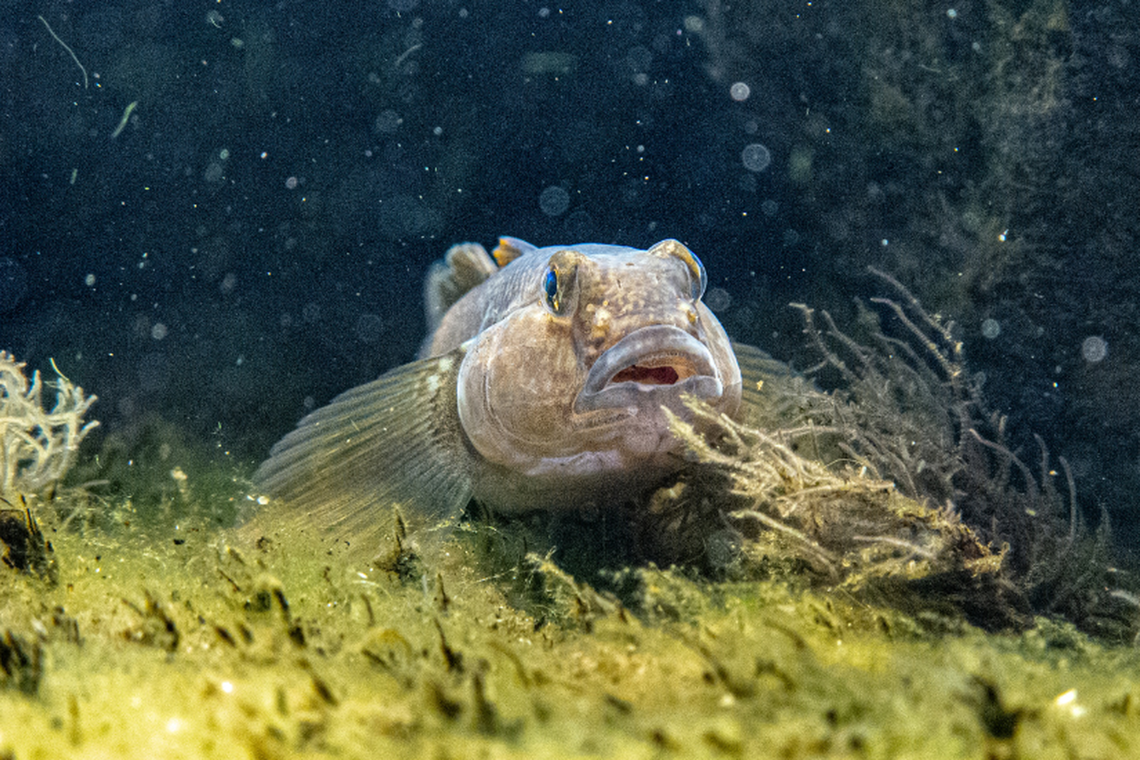 Iliustracija