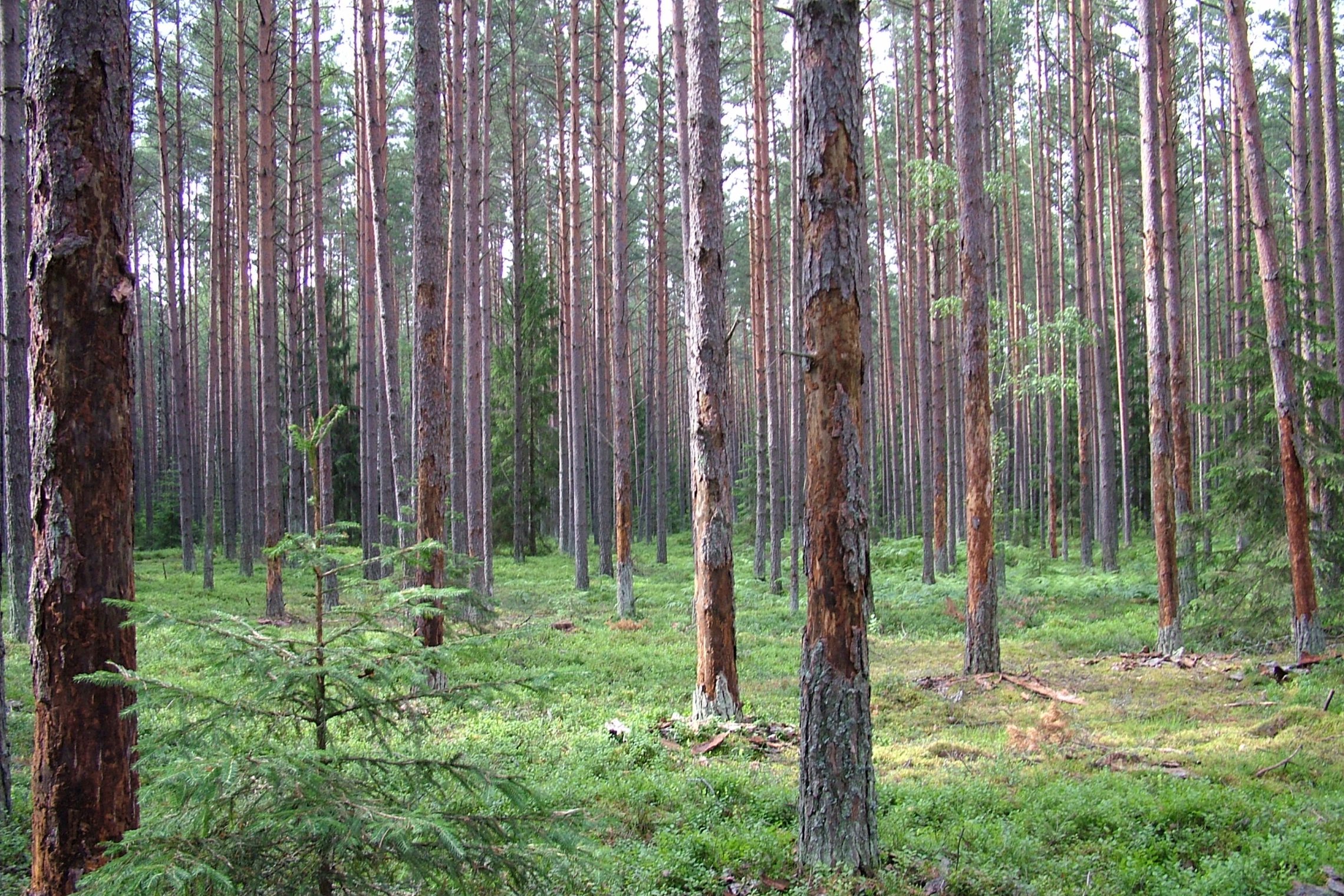 Iliustracija