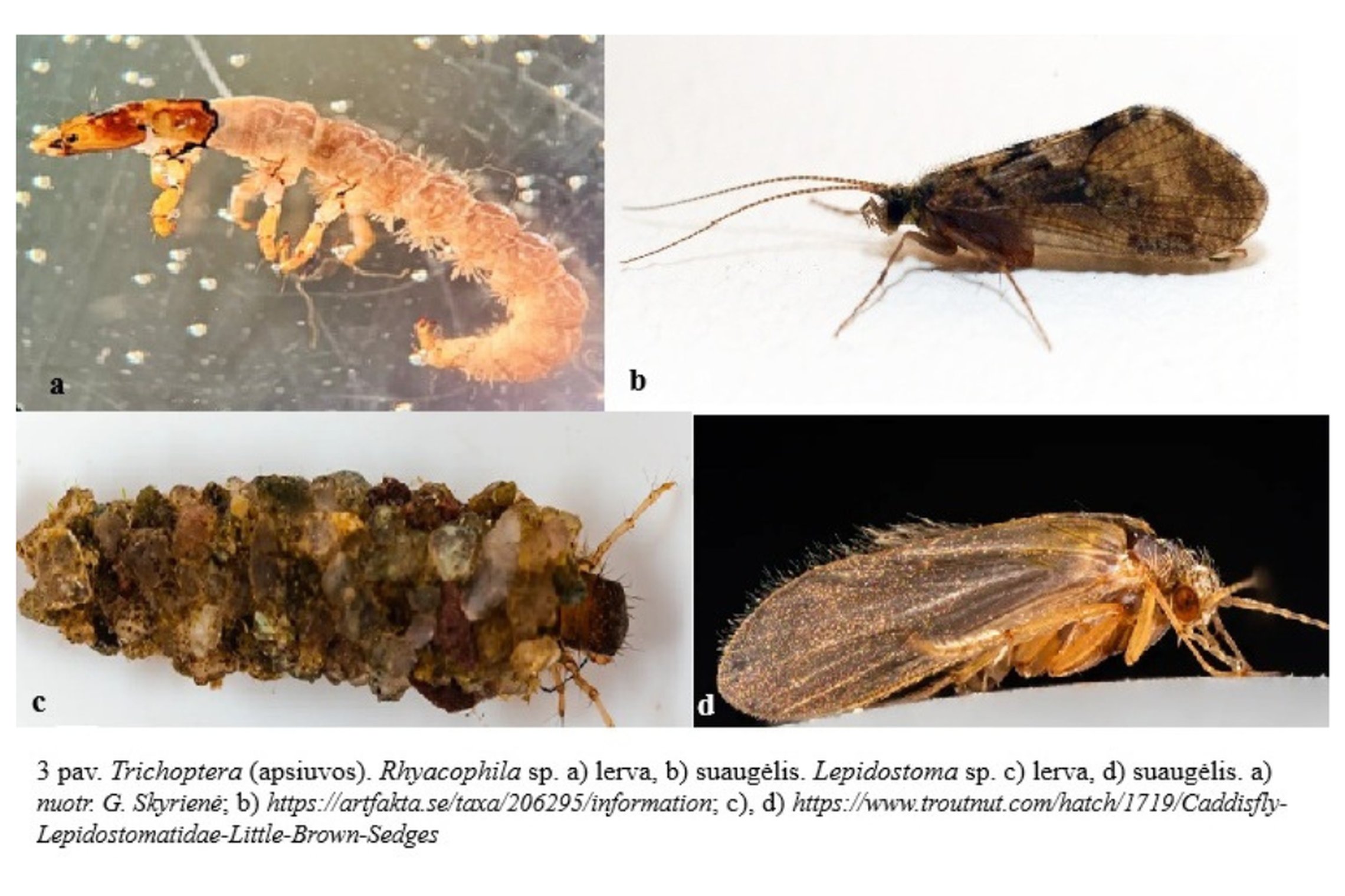 Iliustracija